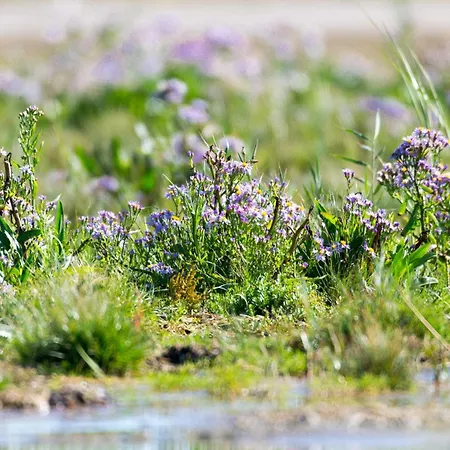 6 Person In Fano-by Traum Casa vacanze Fanø